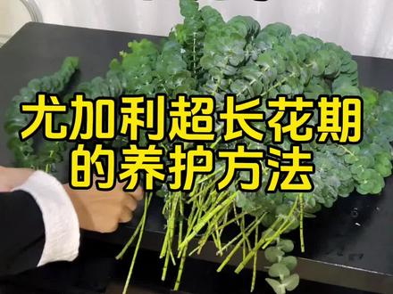 尤加利的养护,超级简单,小细节注意到了就是超长花期啦#我的花店日常 #零基础花艺培训 #开店日常 #手工diy #鲜花养护