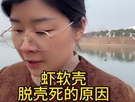 虾软壳、脱壳死的原因分析#南美白对虾养殖 #土塘养虾 #小棚虾养殖 #冬棚虾养殖#罗氏沼虾养殖