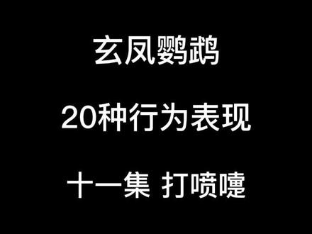 【玄凤鹦鹉】20种行为表现 十一集打喷嚏#萌宠 #萌宠出道计划 #牛气冲天启顺年 #东方精灵maxrieny