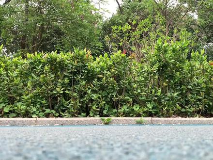 号称“小钢炮”?这么狂,到底配不配得上呢#特步 #碳板跑鞋 #跑鞋测评 #田径装备测评 #260x2代 @DOU+小助手