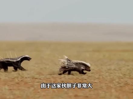 蜜獾到底凭什么敢正面硬刚狮子和毒蛇? 蜜獾虽然体型不大,却拥有极其夸张的防御系统,厚实而松弛的皮肤能让它在被咬住时反身反击,再加上强悍的爪子和咬合力,使它敢于挑战狮子、鬣狗和各种剧毒蛇类。#蜜獾 #平头哥 #生物科普 #科普
