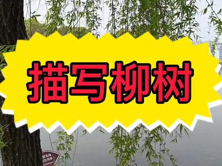 春天来了,我们该怎么描写柳树呢?赶紧为孩子点赞收藏吧!#小学语文 #写作#柳树#家长收藏孩子受益 #知识分享 @DOU+小助手