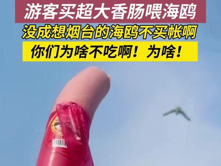 8月3日(采访时间),山东烟台,游客买超大香肠#喂海鸥 ,你们怎么不吃啊!@粘豆包大媳妇 来源#海鸥