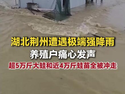 湖北荆州遭遇极端强降雨 养殖户痛心发声 超5万斤大蛙和近4万斤蛙苗全被走#养殖户 #三农 #受灾