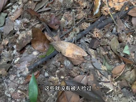 深圳凤凰山捡小米椎,主打一个快乐#大自然的馈赠 #大山里的味道 #捡不完根本捡不完 #小米椎 #家乡野果