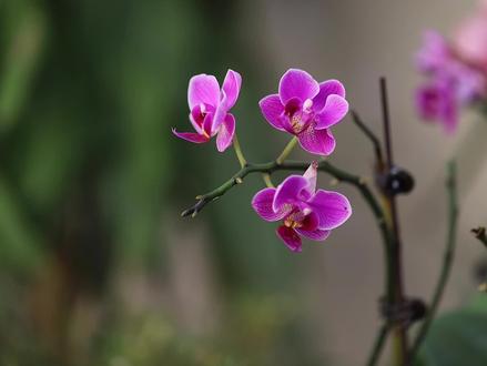 一年又一年,又到除夕了,春节的意义就是让长大的我们做回小孩,无论过去的一年经历了什么,都将画上句号,愿所有的美好如期而至,所有的幸运不期而遇,愿崭新的一年,事事顺利,健健康康,心想事成。#除夕快乐 #新年祝福早送到 #花好月圆人长久