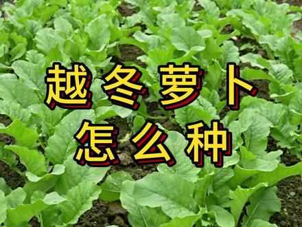 越冬萝卜什么时间种,怎么种? #萝卜 #白萝卜 #种菜
