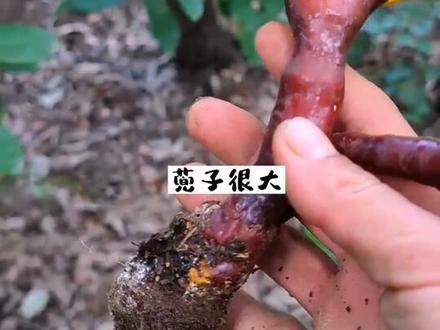 野生赤灵芝与人工种植的您会区别吗? #创作灵感 #三农 #我的乡村生活 #野生灵芝 @DOU+小助手