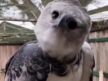 家人们遇到这些我该跑吗 #科普 #抖音看世界 #知识科普 #动物