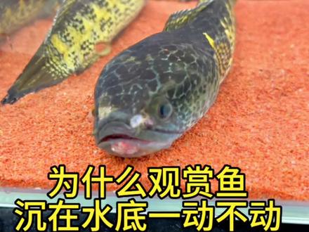 观赏鱼沉在水底一动不动,是什么原因呢?#水族 #观赏鱼 #轻松养鱼快乐养鱼 #水族爱好者 #玻璃缸中的大自然