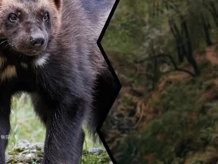 狼獾VS云豹的战斗,谁才是战力天花板呢? #动物 #野生动物 #猫科 #鼬科