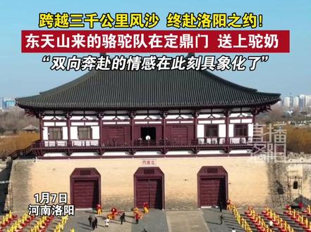 跨越三千公里风沙,终赴洛阳之约!东天山来的骆驼队在定鼎门,送上驼奶,双向奔赴的情感在此刻具象化了!#东天山来的骆驼队 #骆驼队