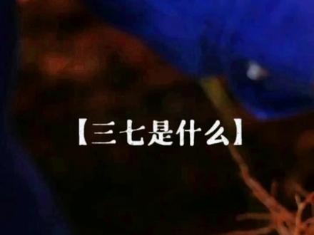 #抖音科普 三七是什么?#名贵中药材@文山三七姑娘@非常文山 #我为家乡特产代言 #文山三七