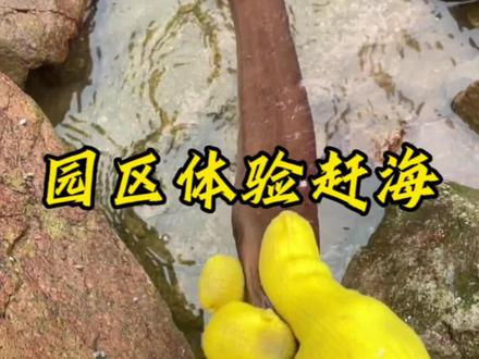#赶海 园区终于开了 今天花500试试收获如何#户外赶海抓海鲜 #海滩拾趣 #园区体验赶海
