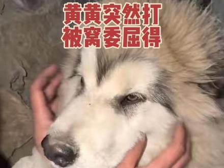 跟黄黄玩得好好的结果黄黄突然打被窝委屈🥺#骏良 #骏良的狗 #黄黄 #被窝 #十亿流量扶持计划 @骏良 @骏良小助理(厨师长版)