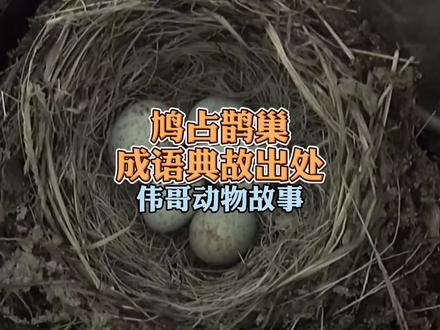 高清拍摄杜鹃布谷鸟寄生北红尾鸲巢穴,鸠占鹊巢成语典故出处! #万物皆有灵性 #梗百科 #迷惑行为大赏