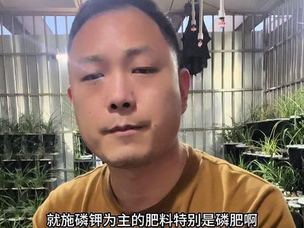 兰花施肥用什么样的肥料类型以及什么时间断用什么样的肥#爱兰花爱生活 #一花一草一世界 #传播兰花知识 #家庭养兰 #国兰