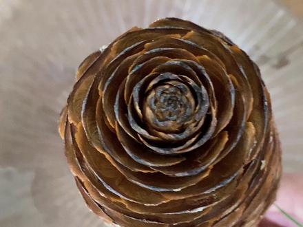 教程分享~尺寸30*30 #松果装饰画#教程分享#松果手工制作教程