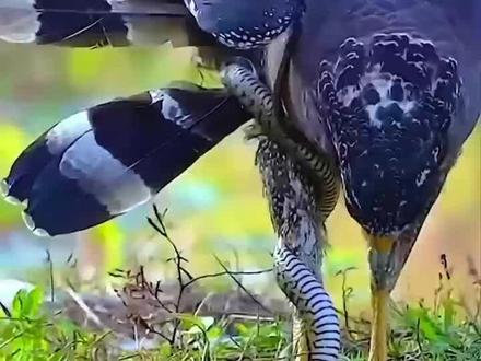 雀鹰大战毒蛇#动物世界 #野生动物零距离 #猛禽 #鹰