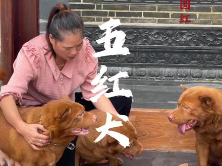 风月都好看,人间的五红犬也浪漫。#五红犬 #中华田园犬 #保护中华田园犬 #家有中华田园犬 #狗狗