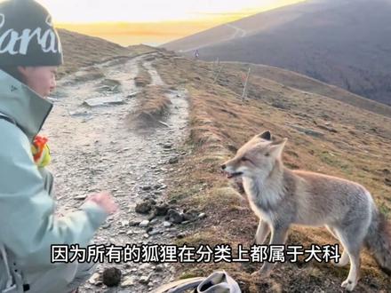 有大猫为什么没有大狗? #狗 #猫