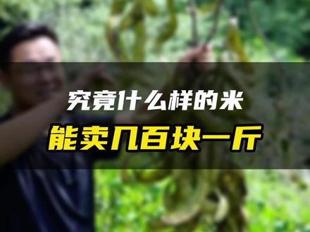 在云南,中缅边境上的大山里,像这样几百一斤的米,你吃过吗?#新农人计划2023 #云南 #大自然的馈赠 #皂角米