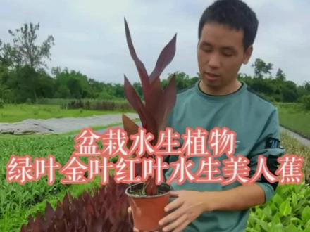 水生植物盆栽美人蕉#水生植物 #三农 #盆栽绿植