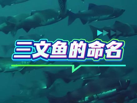 三文鱼的命名 #科普#知识分享#鱼 #三文鱼