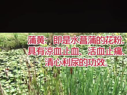 活血止痛的蒲黄#中药 #家乡