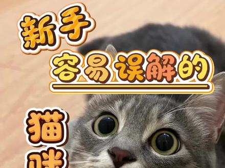 新手会误解的猫咪行为!猫咪睁大眼睛不是在跟你眉目传情…#猫大眼睛 #猫偷袭 #猫咪的迷惑行为 #猫摇尾巴 #猫不耐烦