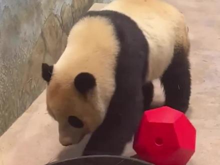 想以为是盆盆奶,没想到是用肥皂水戏弄它。小奇迹的眼神真让人很心疼
#小奇迹崽崽 #国宝大熊猫