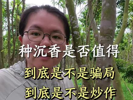 沉香是否值得种?#真实生活分享计划 #沉香 #沉香种植 #奇楠沉香 #海南