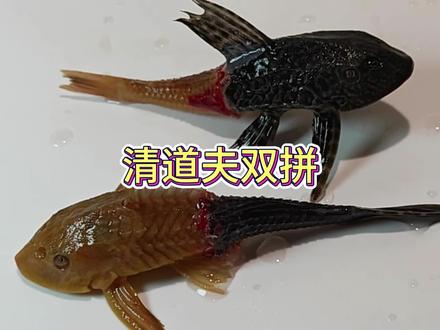 清道夫双拼色 #清道夫