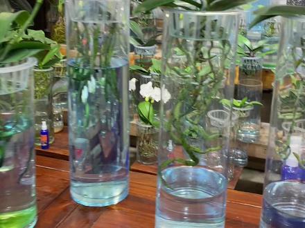 没事就数水晶头#半水培蝴蝶兰#全水培蝴蝶兰