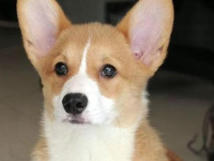 柯基不断尾有什么坏处 #柯基宝宝 #狗狗#新手养宠小知识