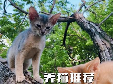 阿比西尼亚猫,阿比西尼亚猫多少钱一只?阿比价格多少?阿比西尼亚猫好养吗?(C071)#阿比西尼亚猫 #阿比西尼亚猫多少钱一只 #猫多少钱一只 #阿比西尼亚猫好养吗 #养猫推荐 #买猫 #猫咪