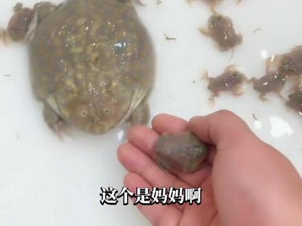 小丑蛙有多能生#小丑蛙#神奇动物在抖音