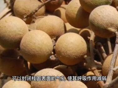 如何保存桂圆#爱生活爱美食