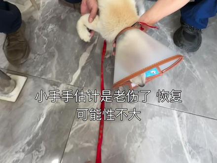 断手流浪自来狗的日常vlog10 上午还好好的 中午开始状态不好 开始频繁的拉肚子 呕吐
最终还是带去宠物医院看了
怀疑是细小 医生估计费用得大几千 超出预算了
只能带回来 看看它自己能否好转起来
小手医生判断也是老伤了,没有疼痛 估计没有治好的可能性了。#救助流浪狗 #走失狗狗 #幼犬 #流浪动物救助
因大家评论区的要求 我建立一个流浪狗猪嘴的群
大家有什么观点或者想看它一些日常的可以进群哈
同时也感谢一些给猪嘴买狗粮买衣服的好心人替它感谢大家。
在这我还是跟大家重申一次
暂时我属于收留猪嘴哦,个人原因,暂时还做不到收养,希望大家多点善意,不要道德绑架哈。每个人都有每个人自己的选择和生活。
如果猪嘴愿意 我可以提供吃喝住 甚至日常一些用品费用。
然后目前还不确定它是否有主人的,还在附近留意着,希望真真的主人会来接它,如果真的没有,我可以收留它。
如果有想给猪嘴买一些物品或者众筹的,可以进群哈,我也是很少发抖音,不太会,也是想着日常记录记录,并不是专业主播哦,所以希望大家理性看待,我会尽自己心意。
再次感谢大家对猪嘴的关注和关心