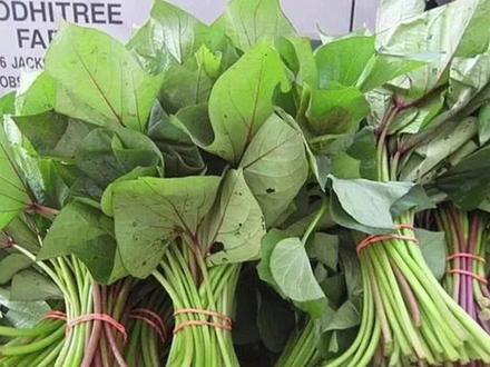 红薯浑身都是宝,红薯藤的妙用你知道吗?#生活小妙招每日更新 #希望能帮到你 #每天跟我涨知识 #吃出健康 #健康生活小知识