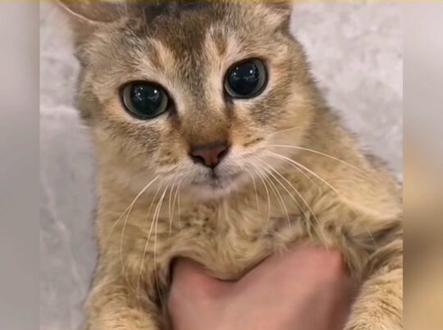 猫中之王麒麟猫#每日吸猫 #麒麟猫 #萌宠 #喵星人