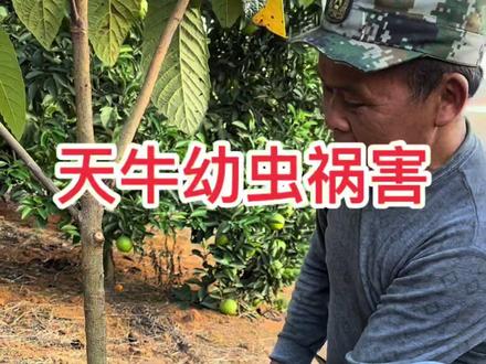 天牛幼虫危害桃李梨杏桔橙无花果等多种果树,树下面有锯木屑,树干里头必有天牛幼虫。#果树种植 #病虫害防治 #天牛幼虫 #钻心虫