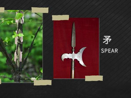 卫矛——树枝奇特,状如箭羽#卫矛