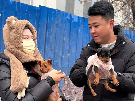 这么小的狗,吓我一聚灵!#小鹿犬