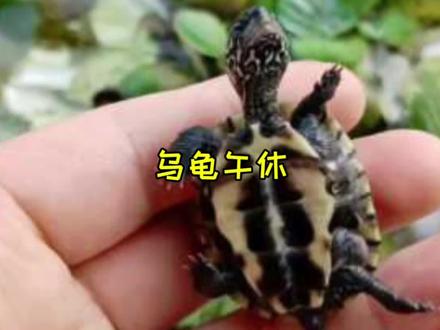 乌龟睡午觉 #乌龟 #养龟 #养龟日常