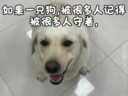 《爱心社区·宠物社》:在小区“流浪”到135斤的胖主任一定要养在家里吗?
胖主任不是个例,他只是被看见的那一个,记录一只狗,也记录一个小区。
#爱心社区 #它有整个小区的爱 #爱心社区宠物社 #流浪不流浪 #爱心小区