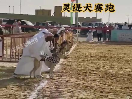 灵缇犬赛跑,这耐力和速度是真的强#动物世界 #精彩片段 #野生动物零距离 #神奇动物在抖音