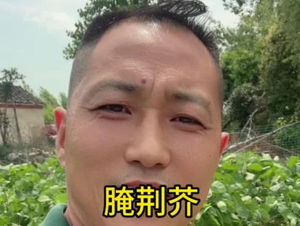 把菜园的荆芥掐🤏回来做个下饭小菜,作为河南人,没有荆芥的夏天是不完整的夏天,只吃叶不吃杆哈!凉拌菜里放一点味更绝,一口下去满满的河南味,你们那里叫什么?#荆芥 #纯天然绿色蔬菜 #田园生活 #自己种菜