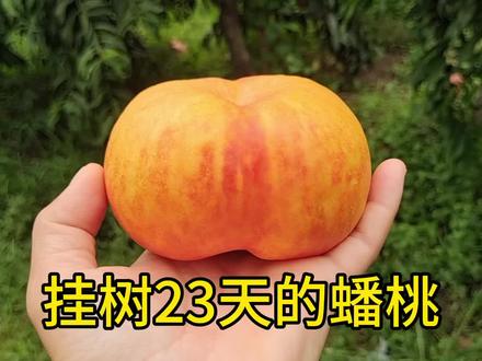 桃树品种挂树23天无落果现象,无水溶质硬度好,惠园油蟠 #蟠桃 #桃树管理 #果树管理 #三农 #三农流量扶持计划 #桃树 #果农 #桃子