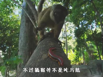 千足虫马陆的天敌出现,把马陆当作精神粮食,一口一口停不下来 #千足虫 #狐猴 #科普一下 #冷知识#涨知识了